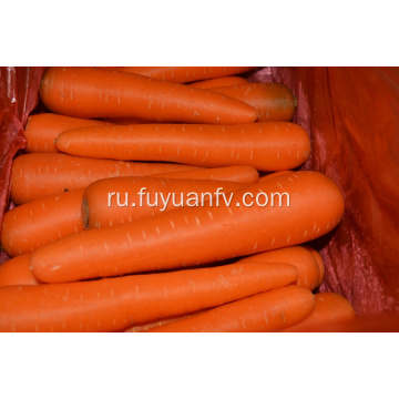 Свежая желтая морковь 2019 года нового урожая